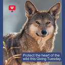 AZA SAFE American Red Wolf Program
